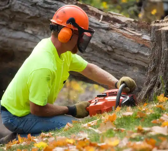 tree services Elyria